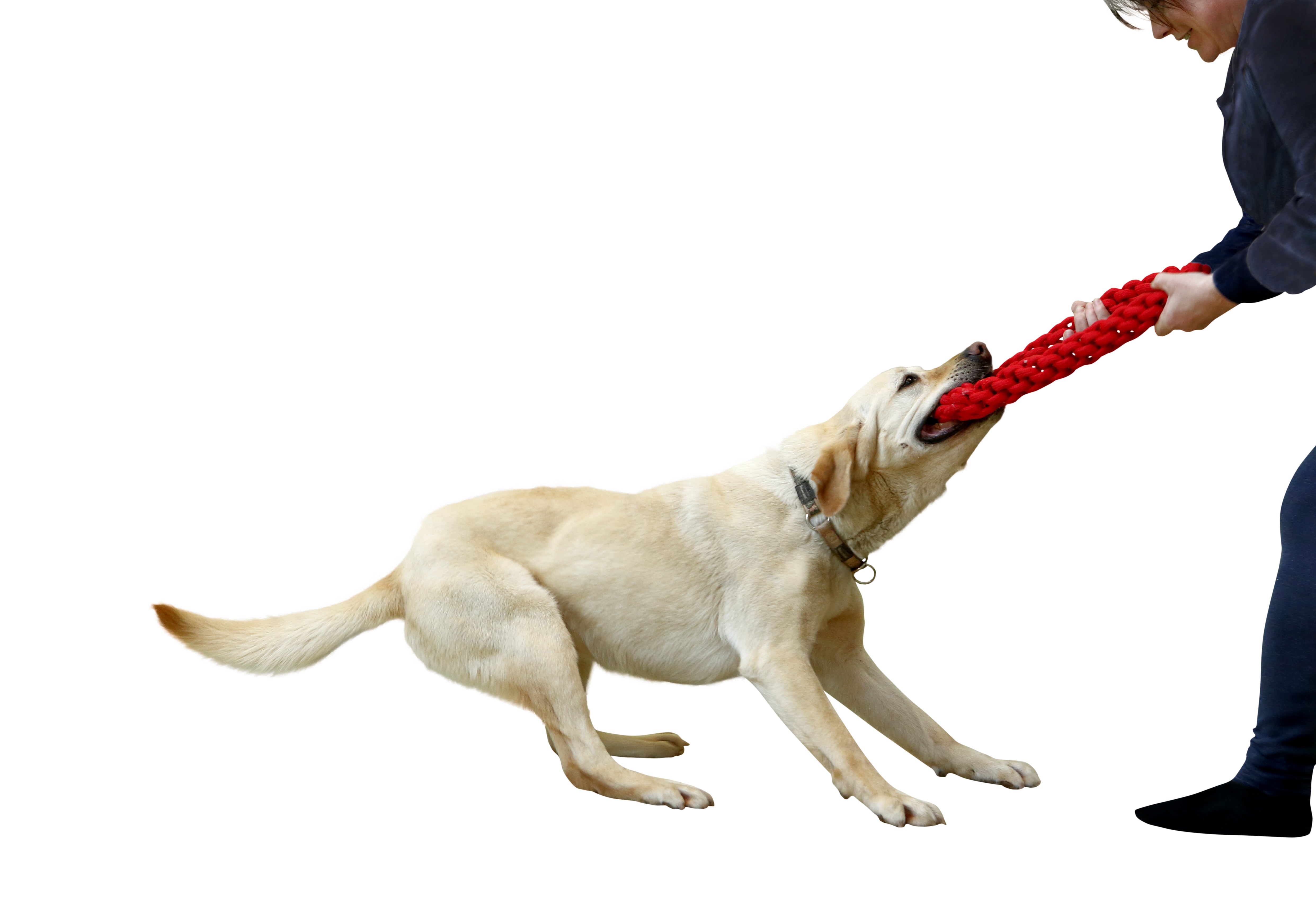 The Benefits of Playing Tug With Your Dog – RompiCatz